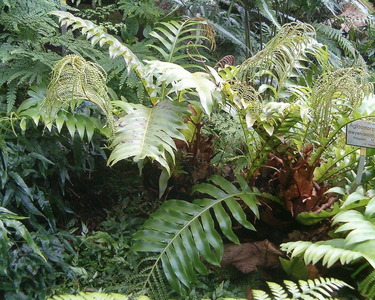 Drynaria meyeniana: At Botanical Gardens Berlin-Dahlem Species Aglaomorpha meyeniana