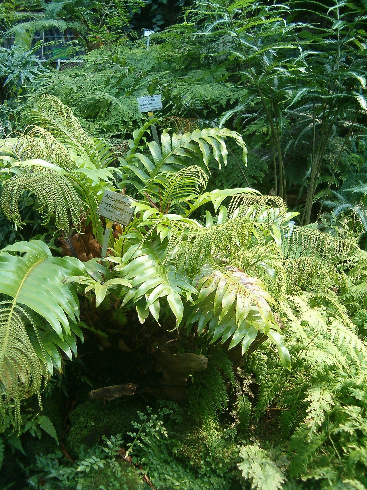 Drynaria meyeniana: At Botanical Gardens Berlin-Dahlem Species Aglaomorpha meyeniana
