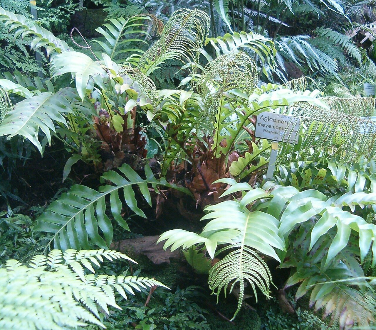 Drynaria meyeniana: At Botanical Gardens Berlin-Dahlem Species Aglaomorpha meyeniana