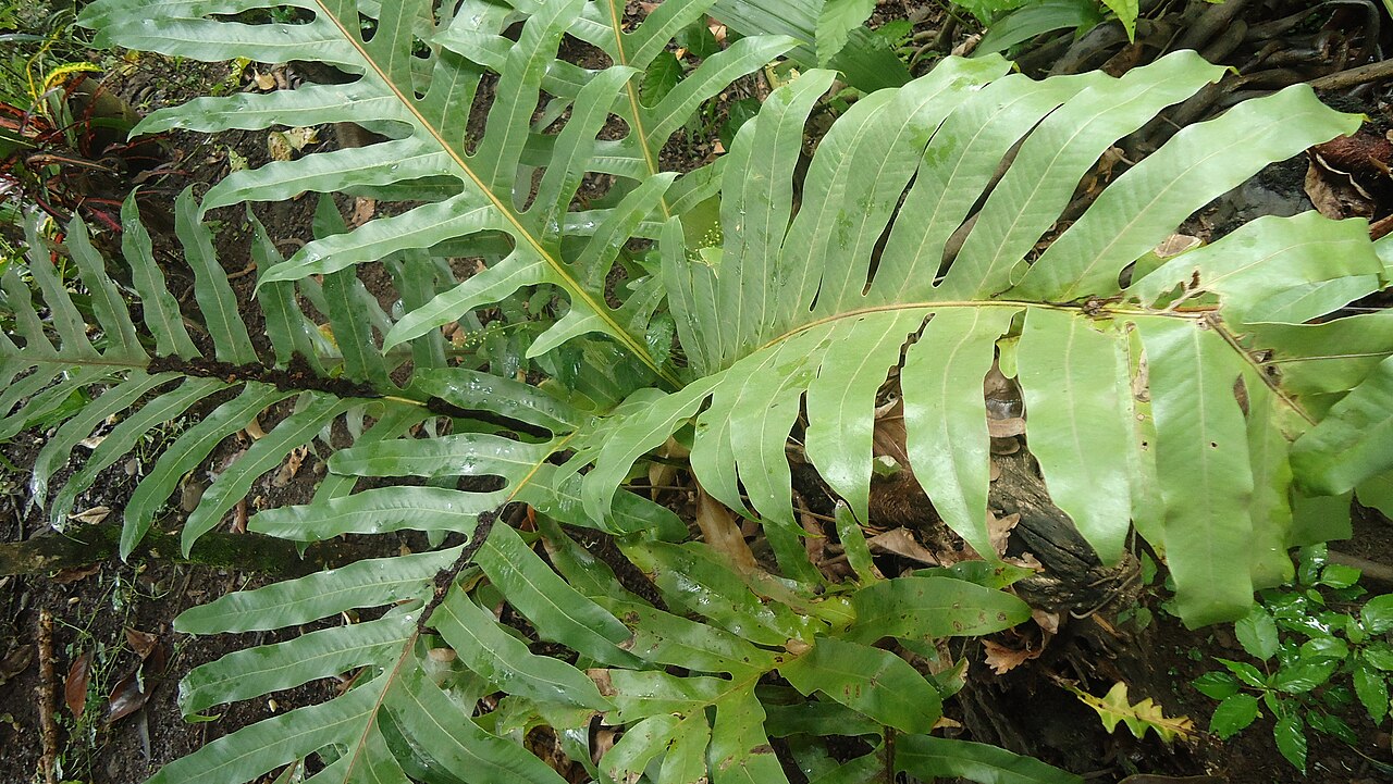 Basket fern: Drynaria quercifolia (Oak-leaf fern) from the Philippines