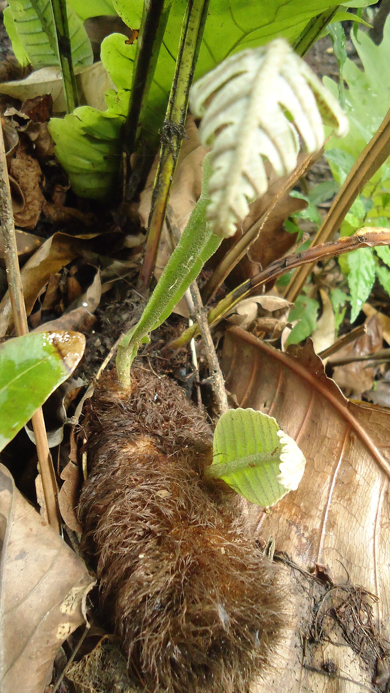 Basket fern: Drynaria quercifolia