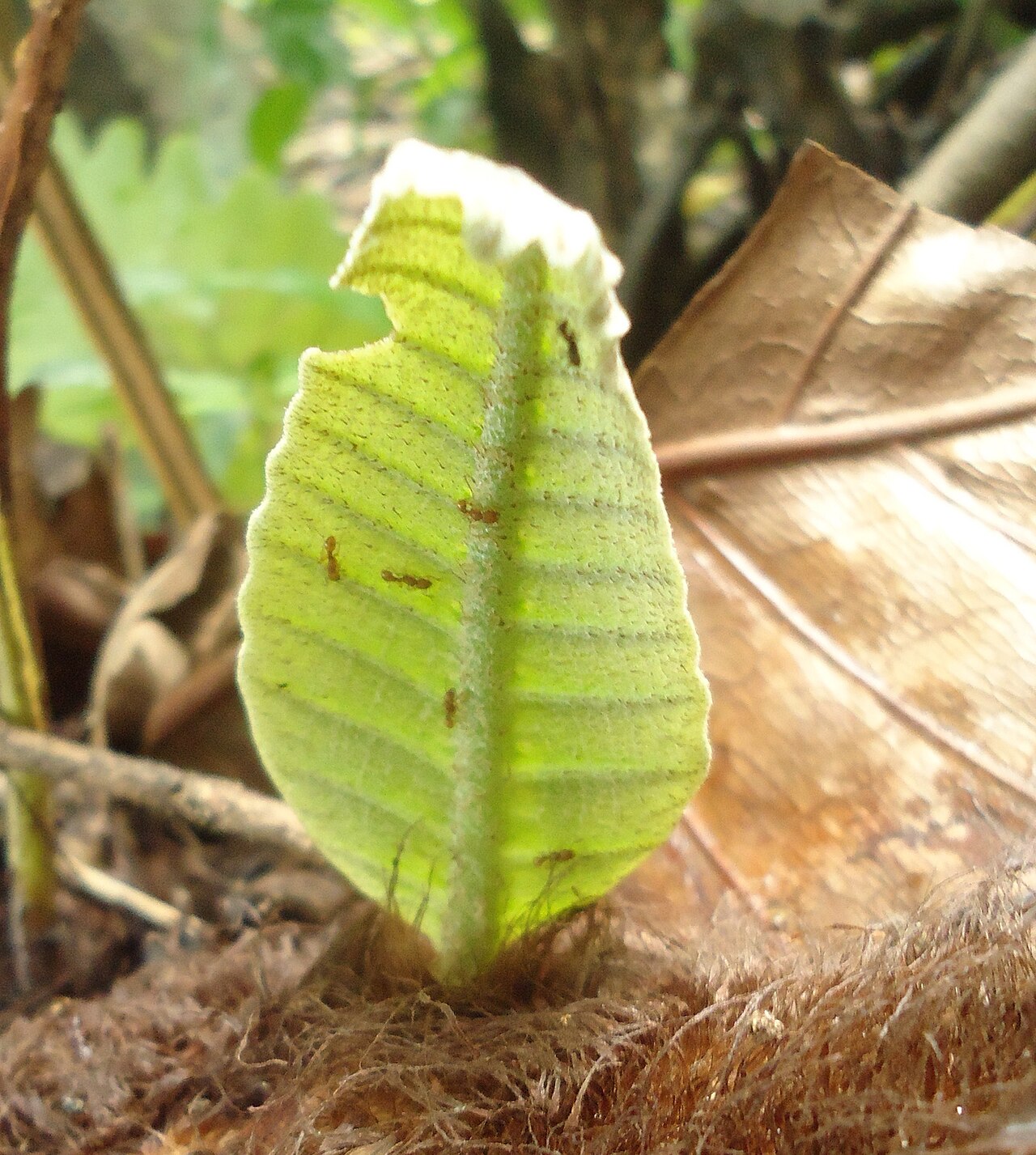 Basket fern: Ants feeding on nectar secretions on the underside of a Drynaria quercifolia leaf.