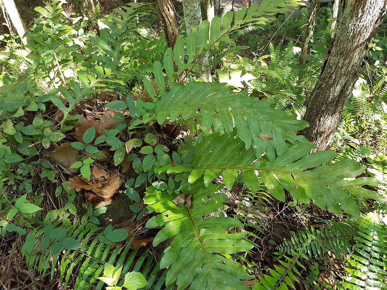 Basket fern: Drynaria quercifolia (oakleaf fern) from Bukidnon, Philippines