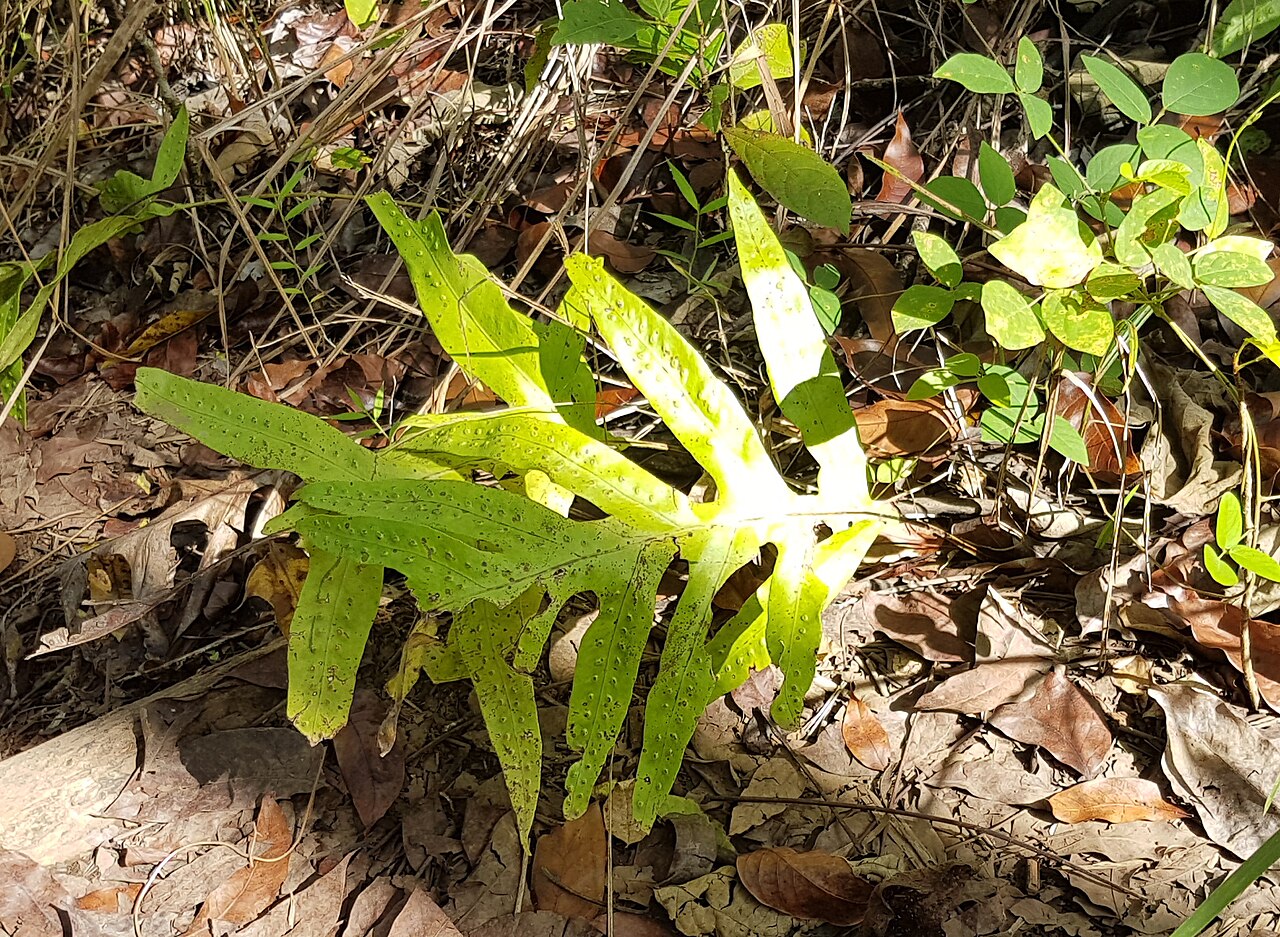Basket fern: Drynaria quercifolia (oakleaf fern) from Bukidnon, Philippines