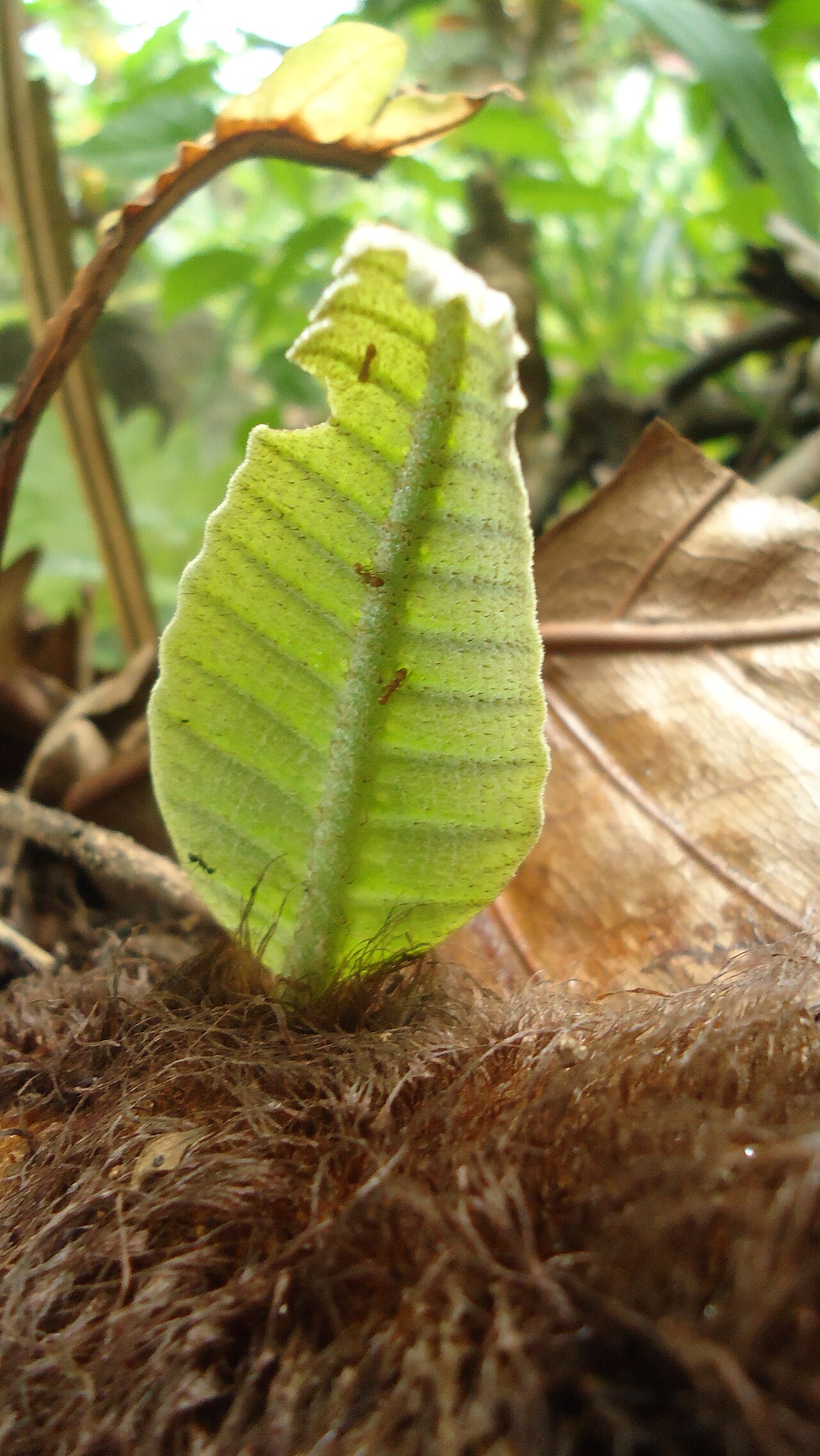 Basket fern: Drynaria quercifolia