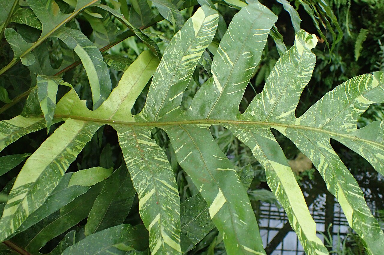 Basket fern: Drynaria quercifolia 'Pinto' in Lincoln Park Conservatory in Chicago
