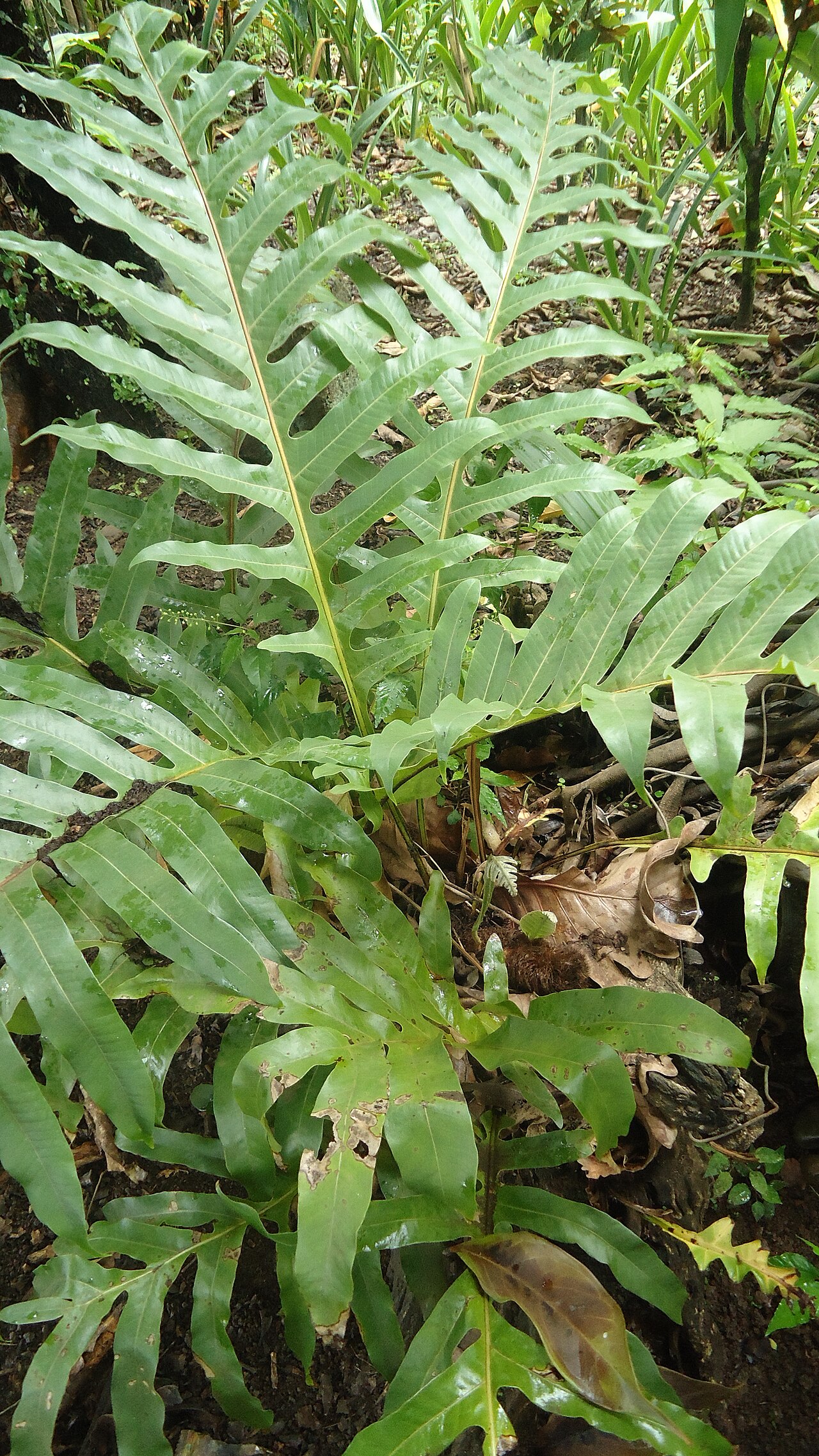 Basket fern: Drynaria quercifolia