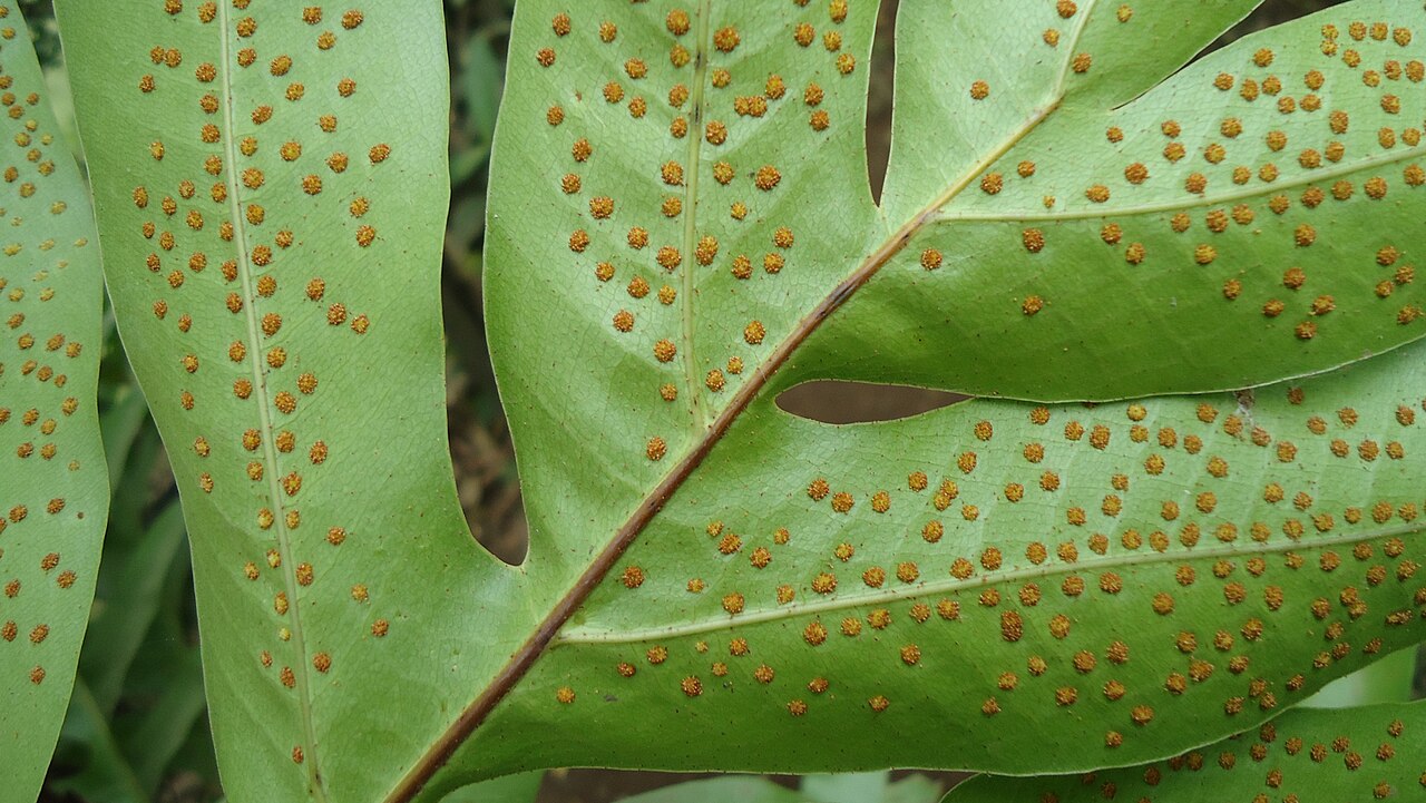 Basket fern: Drynaria quercifolia (Oakleaf fern) sporangia. Philippines.