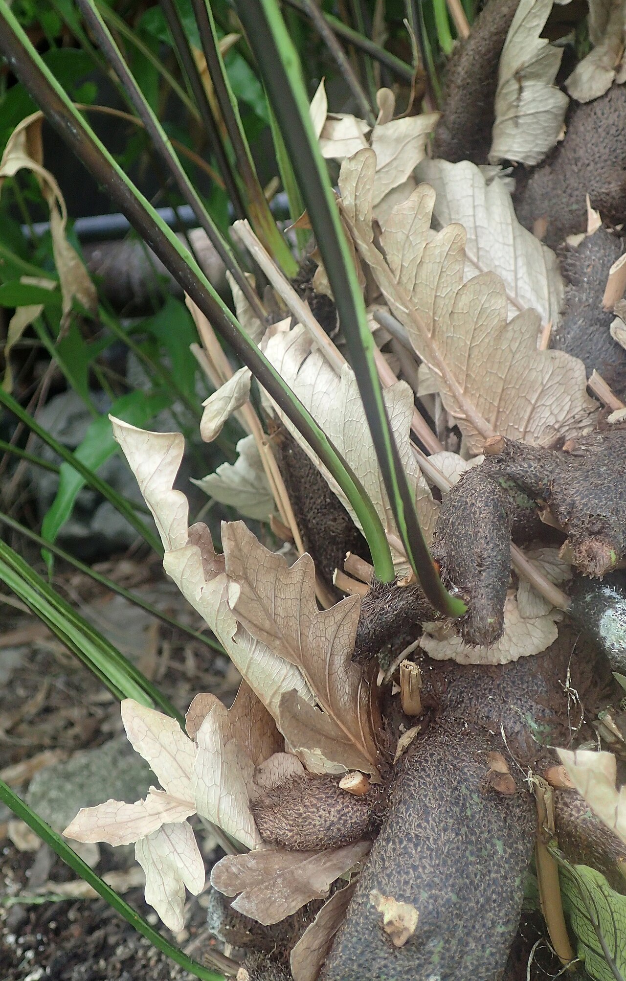 Basket fern: Drynaria quercifolia at Garfield Park Conservatory
