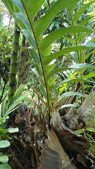 Basket fern: Drynaria quercifolia