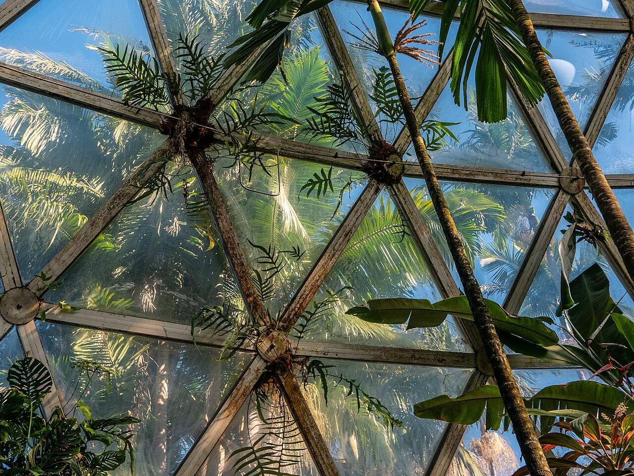 Basket fern: The Tropical Display Dome is a popular feature at Brisbane Botanic Gardens, Mount Coot-tha .