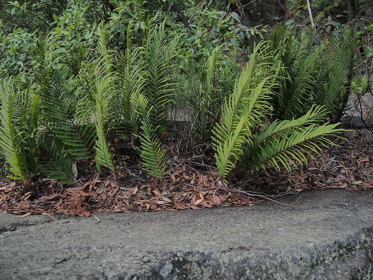 Basket fern: Drynaria rigidula plant