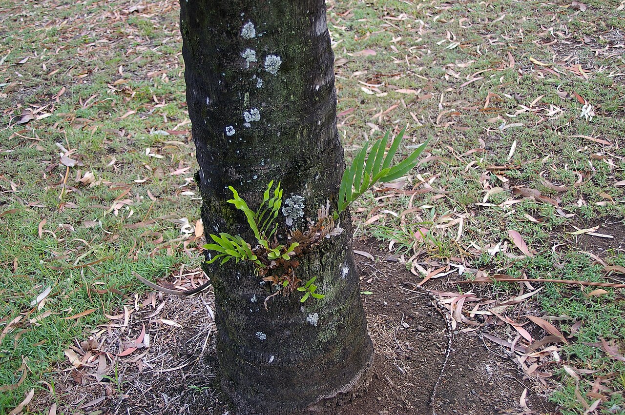 Basket fern: Aglaomorpha rigidula is a fern in the subfamily Drynarioideae of the family Polypodiaceae . Some sources use Drynaria to include Aglaomorpha . Species are commo