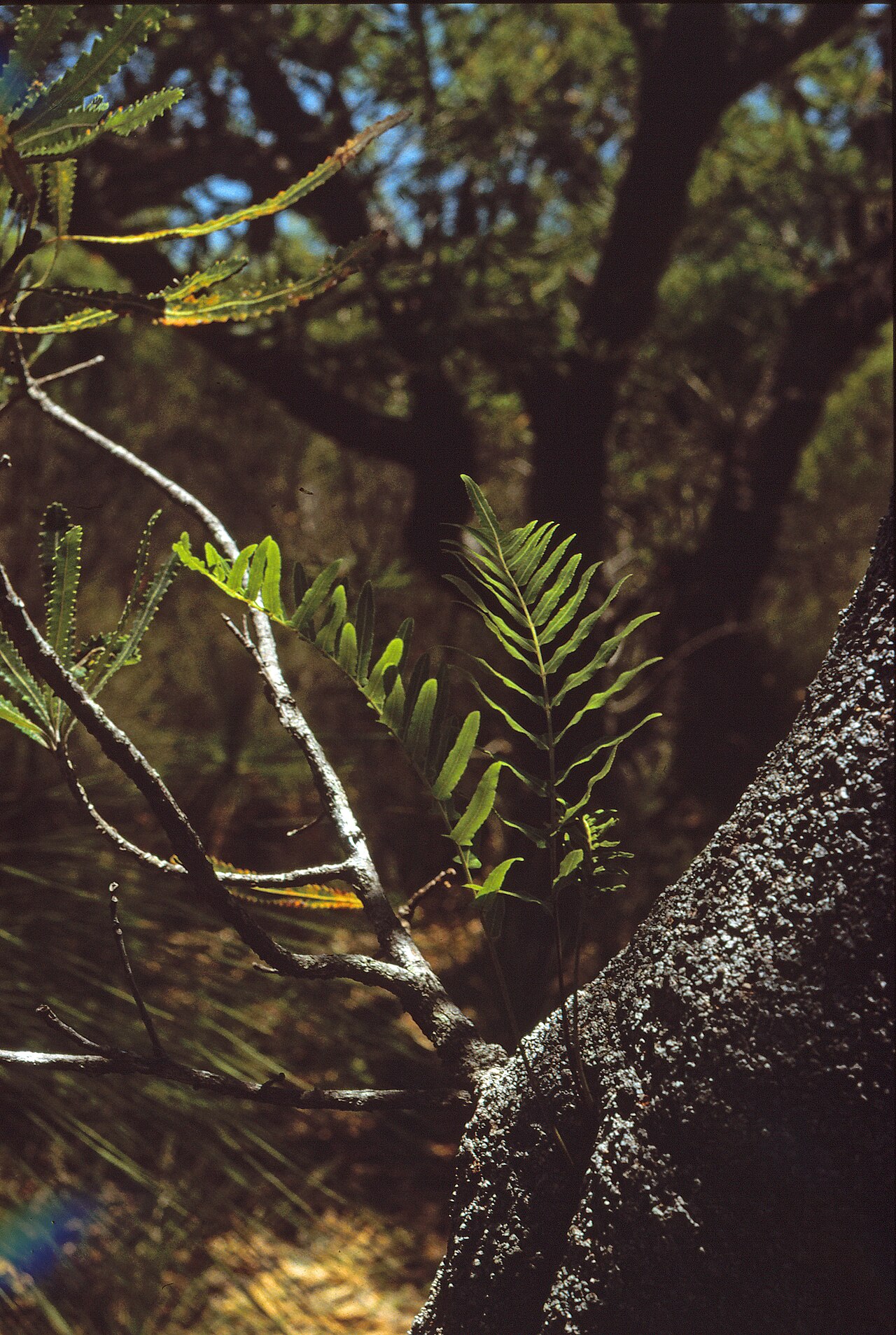 Basket fern: The flora of the Gold Coast, Queensland is mostly ornamental in urban areas, though significant remnants of the original flora remain. Pine Ridge Conservation P