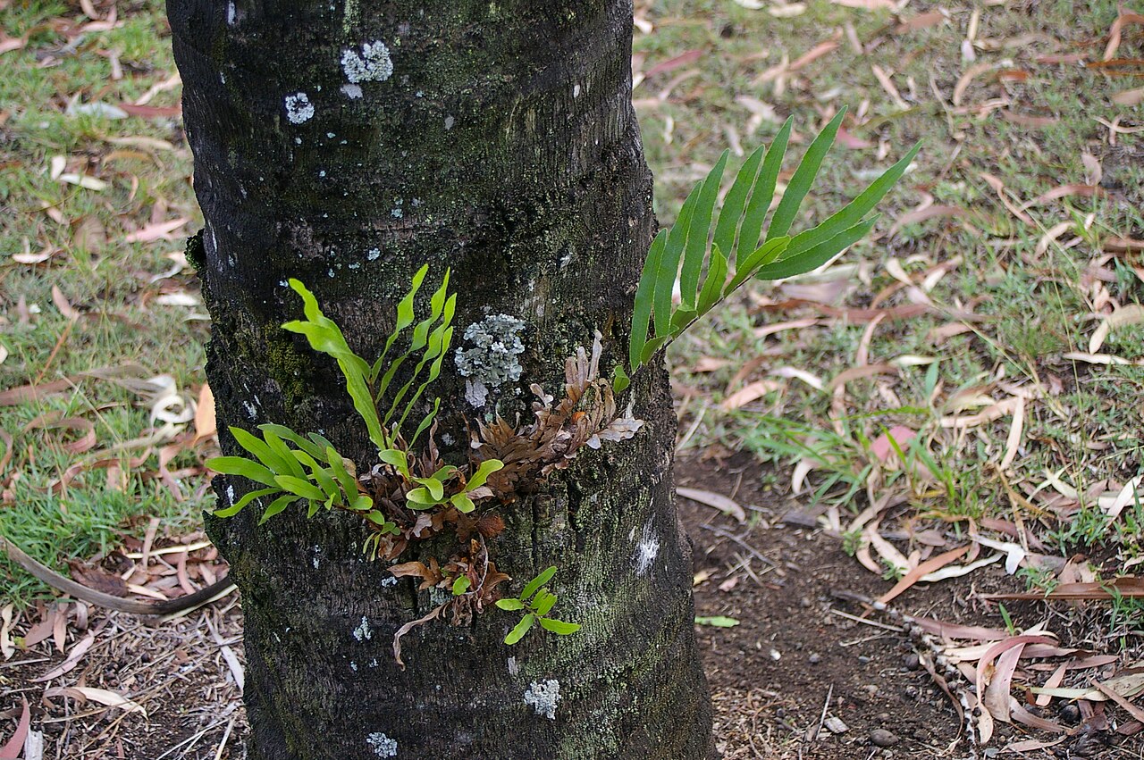 Basket fern: Aglaomorpha rigidula is a fern in the subfamily Drynarioideae of the family Polypodiaceae . Some sources use Drynaria to include Aglaomorpha . Species are commo