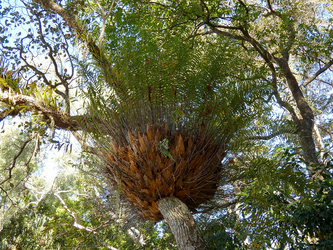 Basket fern: Drynaria rigidula growing in bushland in Cairns , Queensland