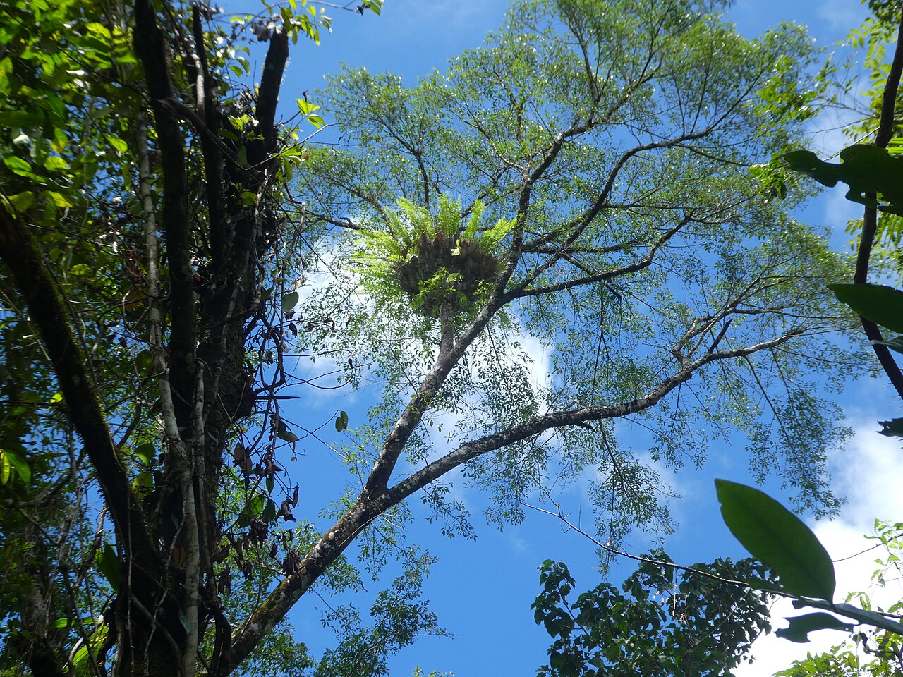 Basket fern: Drynaria rigidula high in a tree at Crystal Cascades near Cairns , Queensland