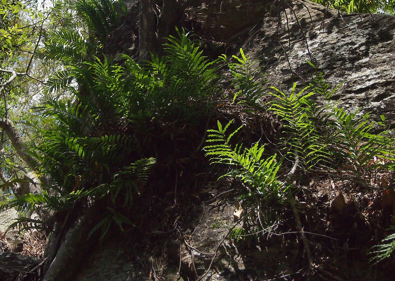 Basket fern: Drynaria rigidula habit