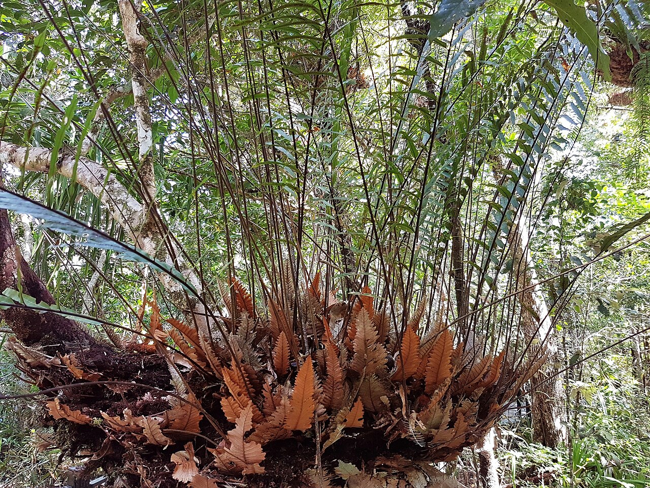 Basket fern: Drynaria rigidula in Queensland, Australia