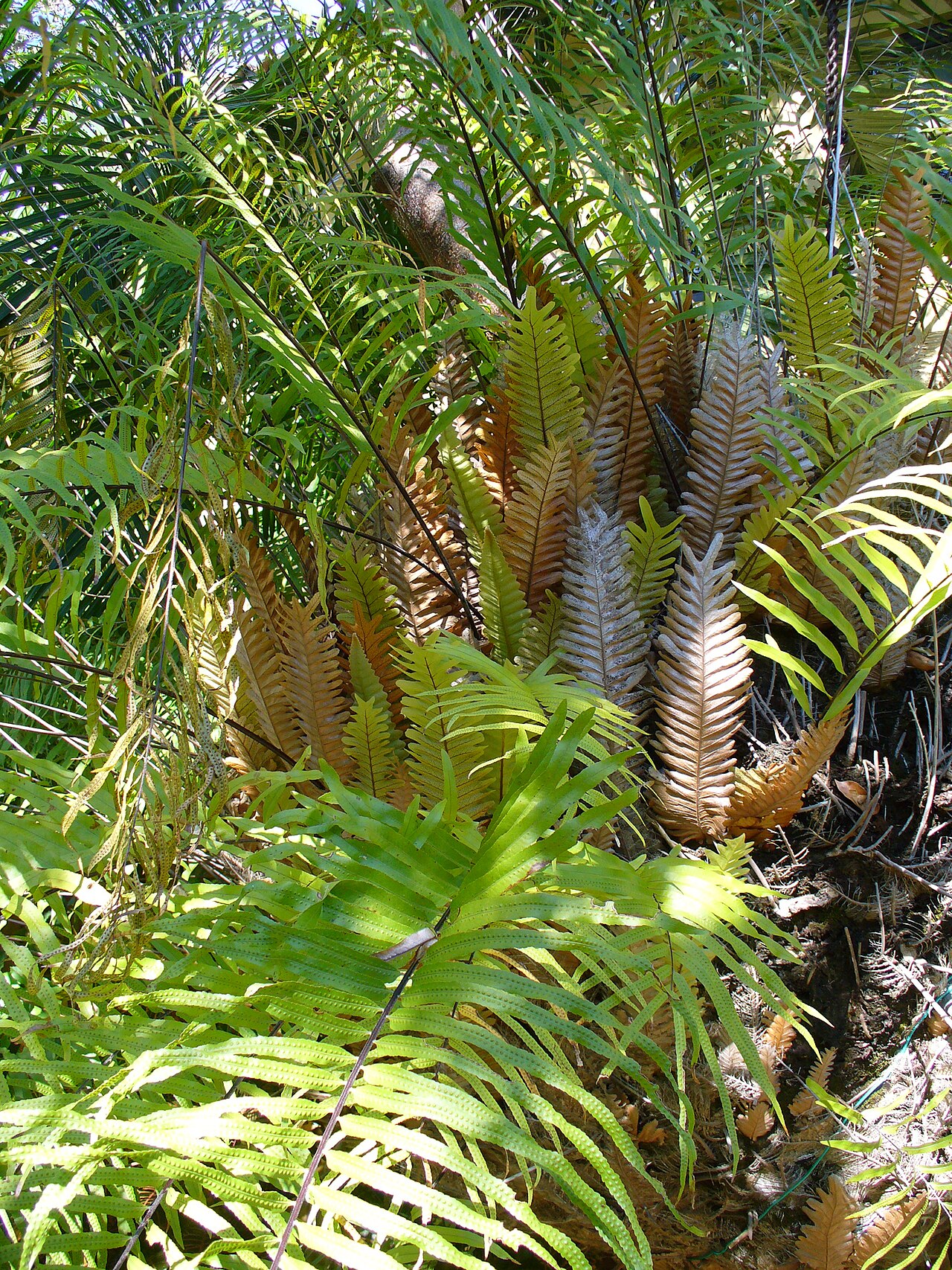 Basket fern: cultivated, private garden, South Miami, Florida, USA