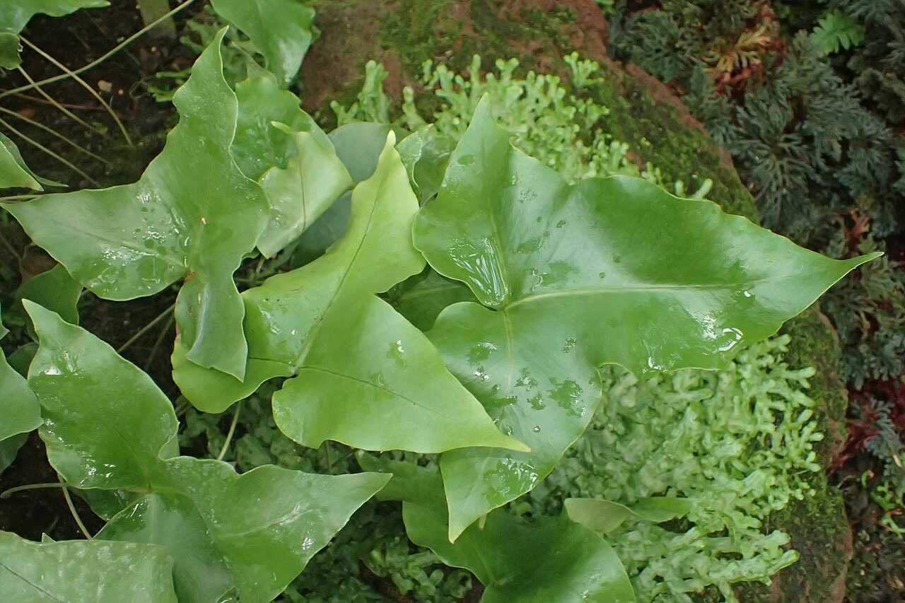 Drynaria sagitta: Christiopteris sagitta in the Botanischer Garten, Berlin-Dahlem