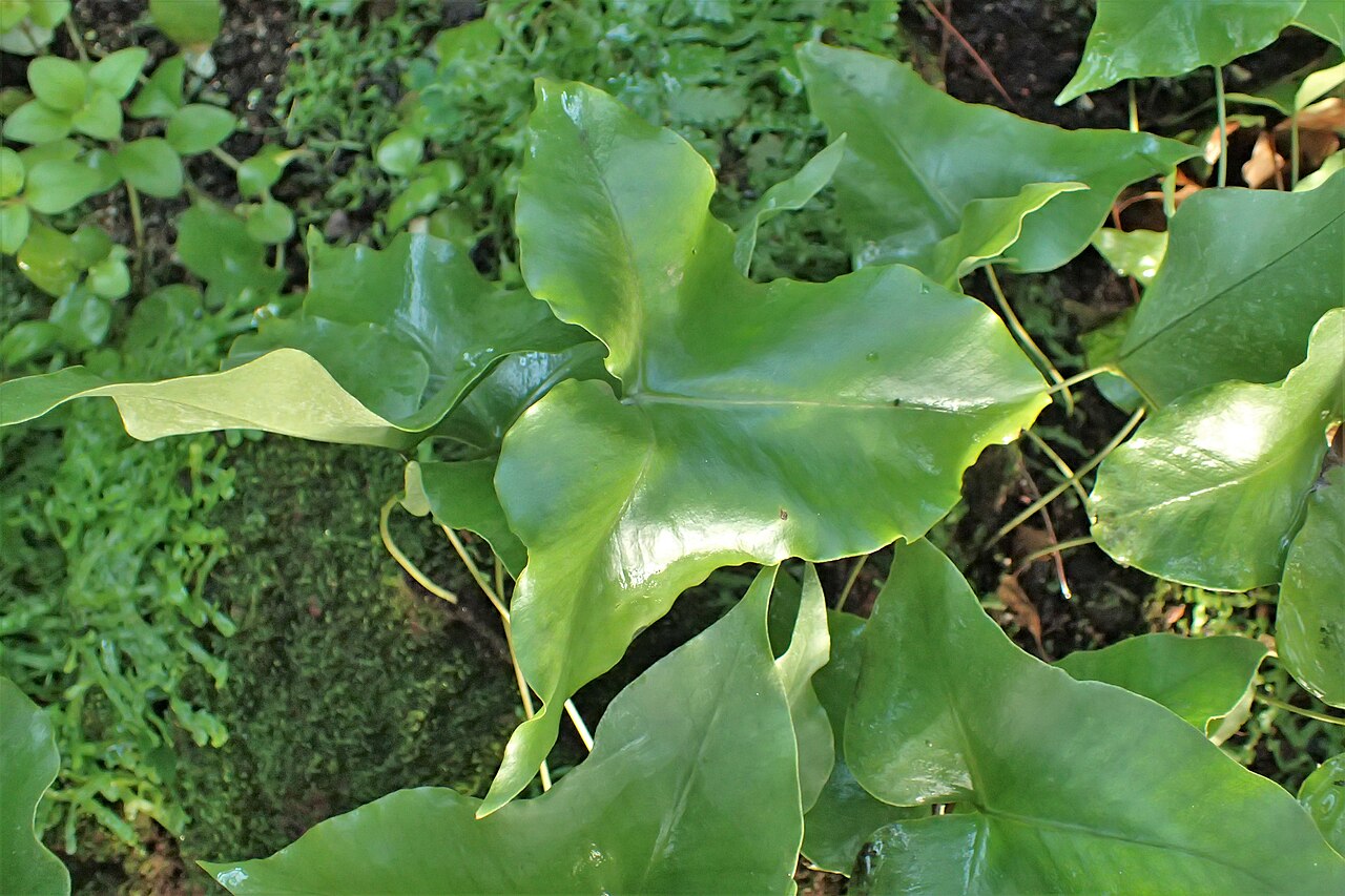 Drynaria sagitta: Christiopteris sagitta in the Botanischer Garten, Berlin-Dahlem