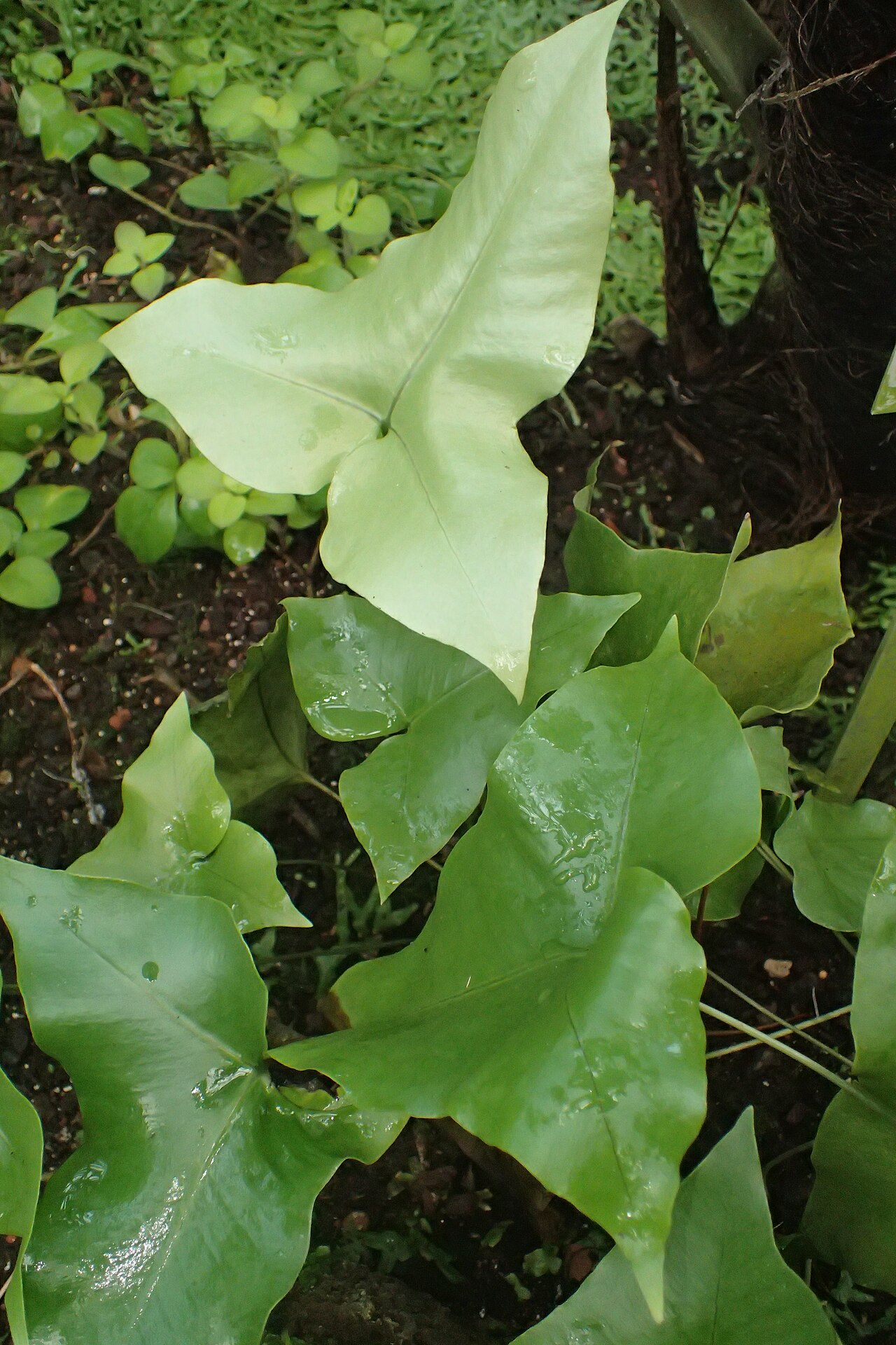 Drynaria sagitta: Christiopteris sagitta in the Botanischer Garten, Berlin-Dahlem