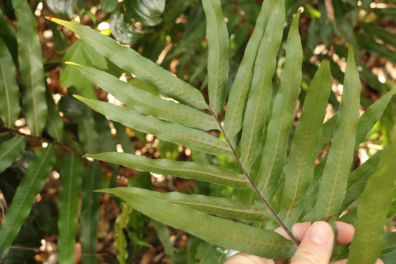 Drynaria × dumicola: Drynaria × dumicola. Hybrid species of plant.