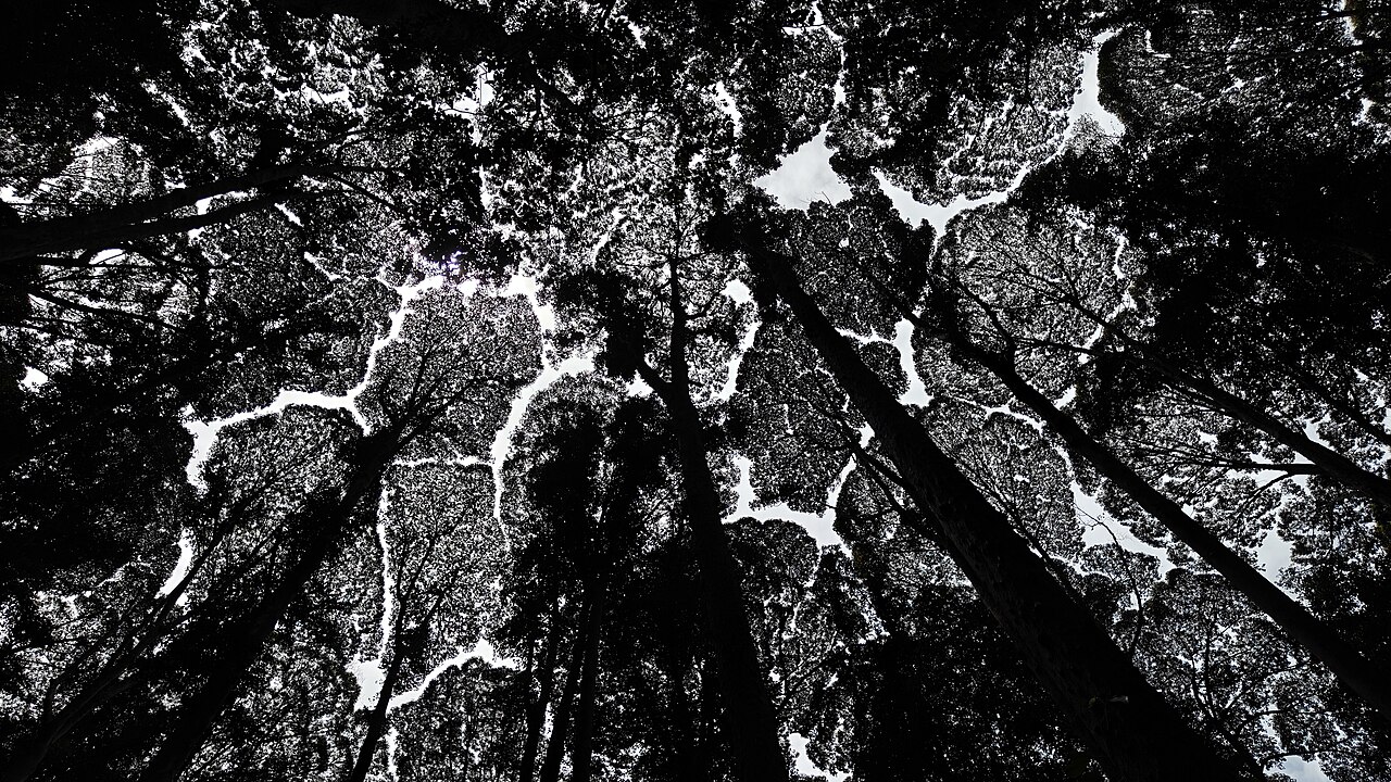 Borneo camphor: Canopy shyness Malaysian rainforest Dryabalonops aromatica