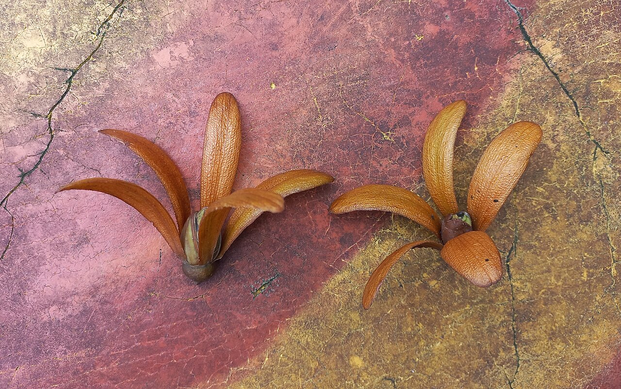 Borneo camphor: Biji benih pokok kapur (dryobalanops aromatica) di HSK Rotan Tunggal, Raub di Pahang