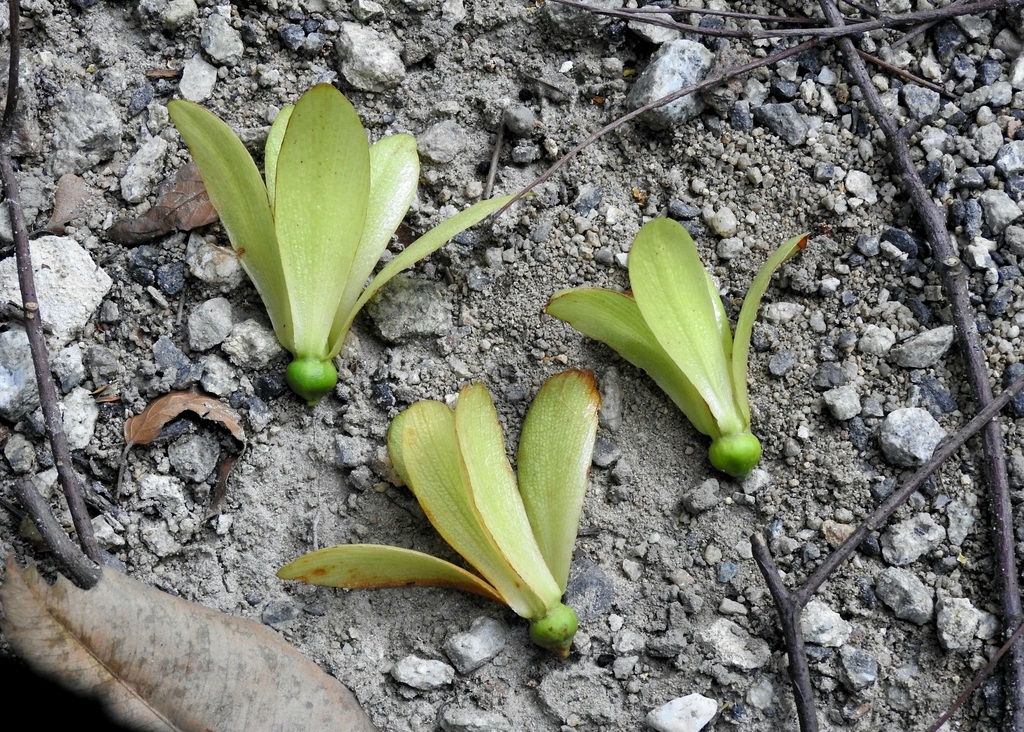Borneo camphor (Dryobalanops aromatica)