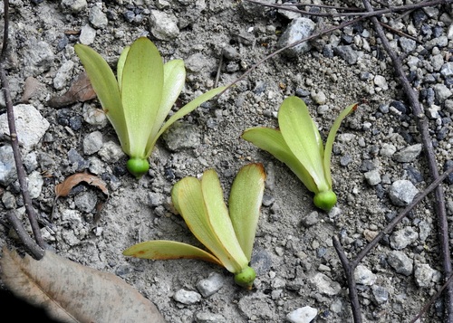 Borneo camphor (Dryobalanops aromatica)