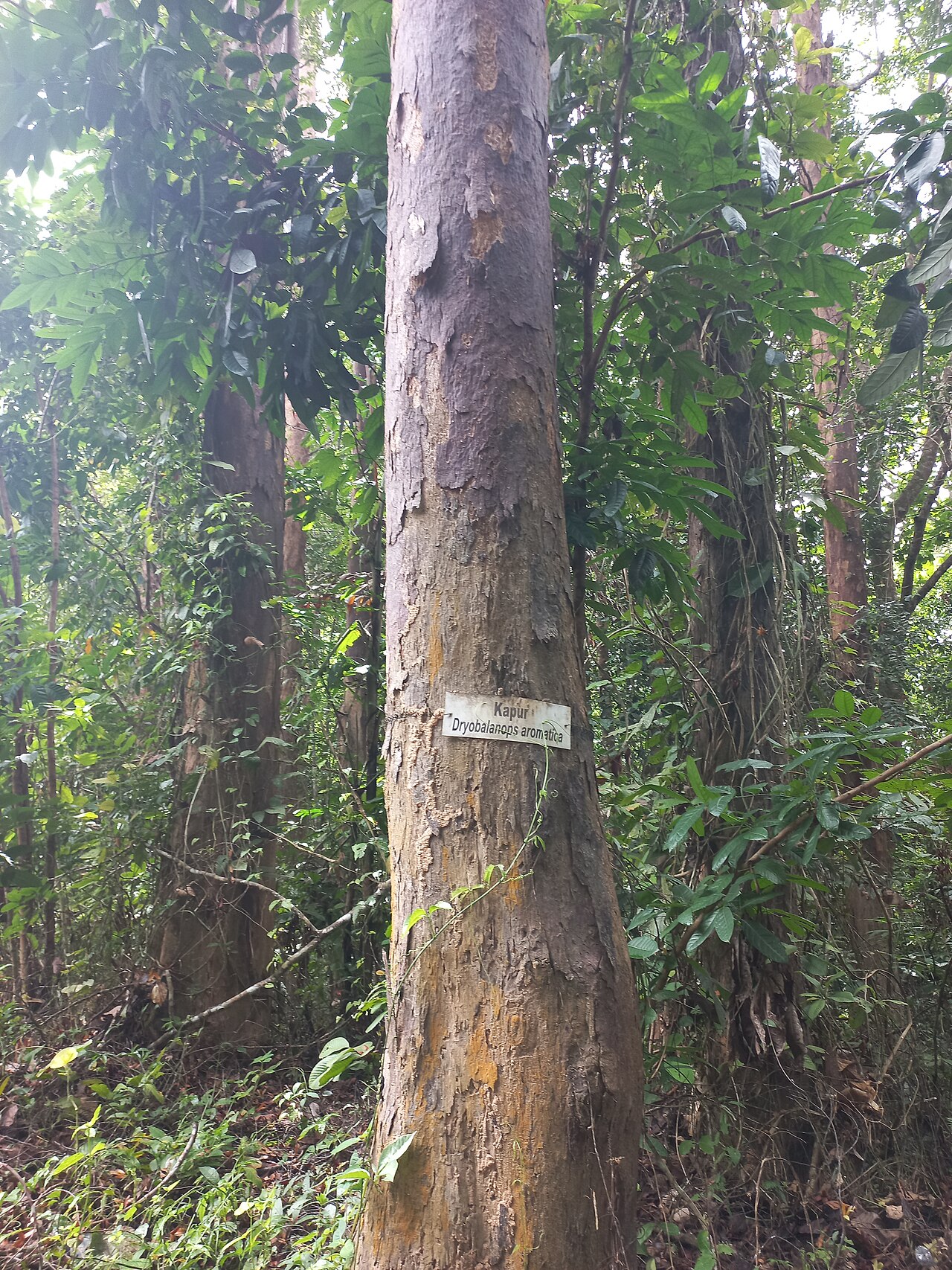 Borneo camphor: Batang pokok kapur (dryobalanops aromatica) di HSK Rotan Tunggal, Raub di Pahang.