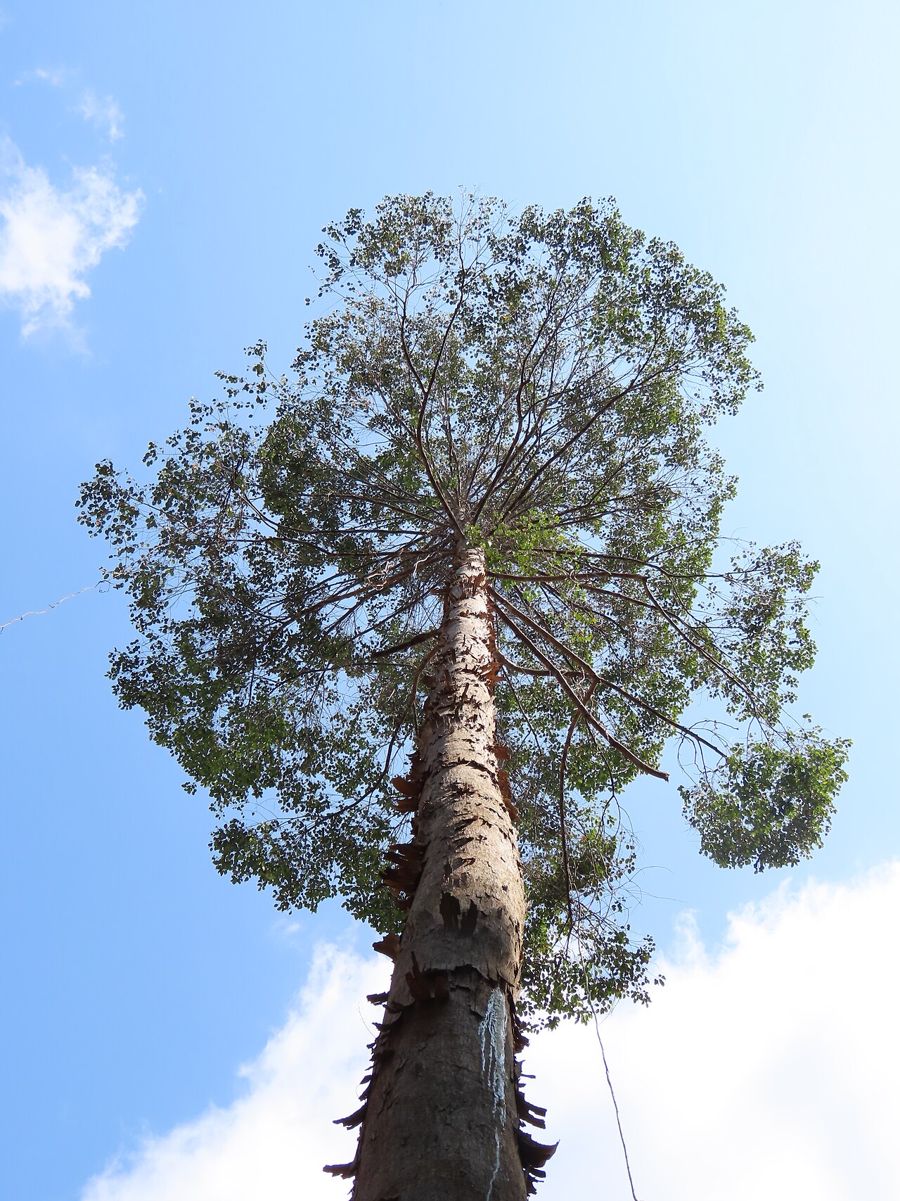 Borneo camphor: Pohon Kapur Barus (Dryobalanops aromatica) adalah bukti hidup awal denyut peradaban dan perekonomian pesisir selatan Aceh dan Sumatera Utara melalui damarnya da