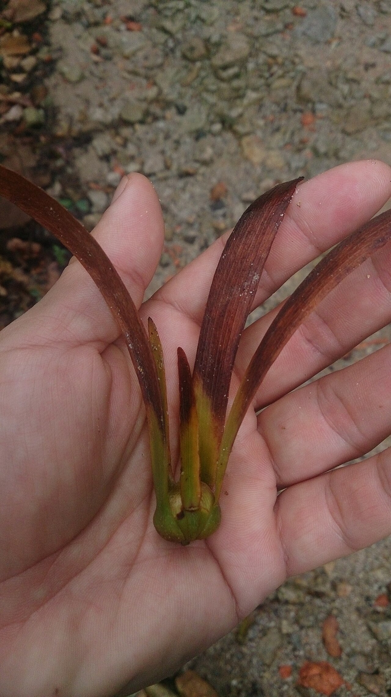 Dryobalanops lanceolata: Dryobalanops lanceolata. Common name: Kapur.