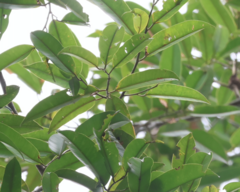 Dryobalanops lanceolata (Dryobalanops lanceolata)