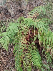 Dryopteris aitoniana (Dryopteris aitoniana)
