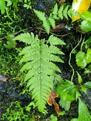 Dryopteris aitoniana (Dryopteris aitoniana)