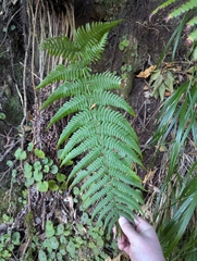 Dryopteris aitoniana (Dryopteris aitoniana)