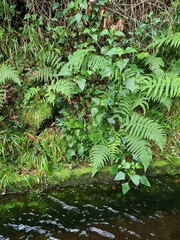 Dryopteris aitoniana (Dryopteris aitoniana)