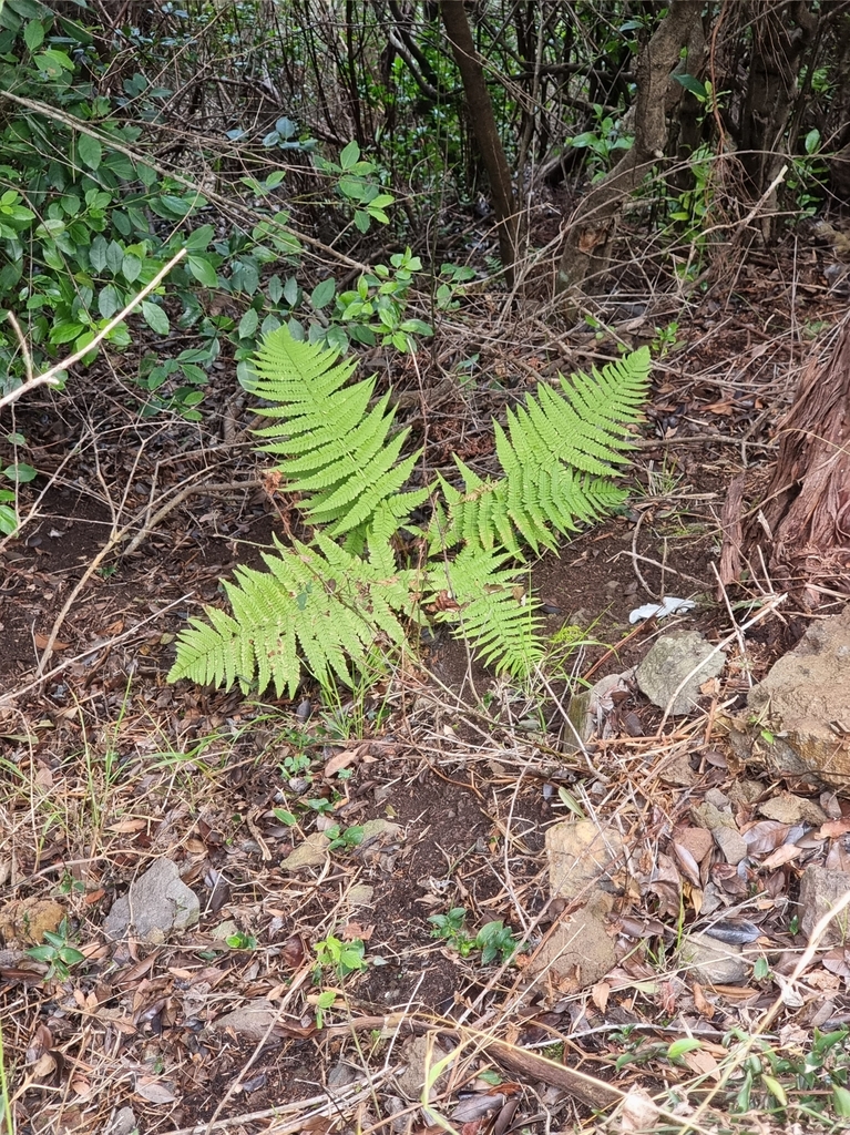 Dryopteris aitoniana (Dryopteris aitoniana)