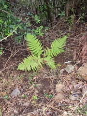 Dryopteris aitoniana (Dryopteris aitoniana)