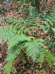 Dryopteris aitoniana (Dryopteris aitoniana)