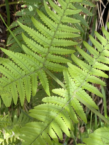 Dryopteris aitoniana (Dryopteris aitoniana)