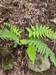 Dryopteris aitoniana (Dryopteris aitoniana)