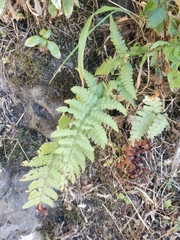 Dryopteris aitoniana (Dryopteris aitoniana)