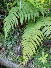Dryopteris aitoniana (Dryopteris aitoniana)