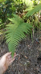 Dryopteris aitoniana (Dryopteris aitoniana)