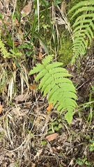 Dryopteris aitoniana (Dryopteris aitoniana)