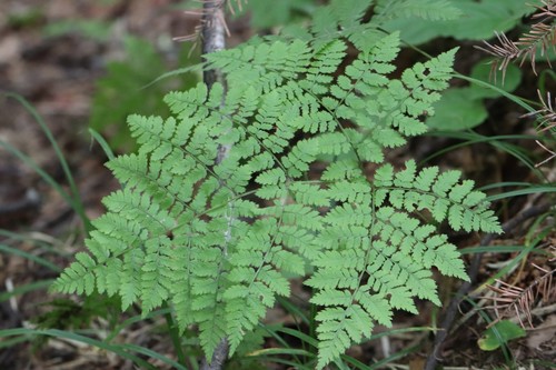 Dryopteris amurensis (Dryopteris amurensis)